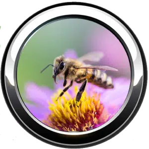 Pollinator friendly pest control near me