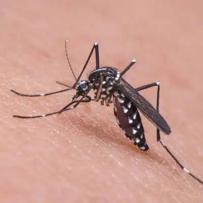 Mosquito control Morris County, NJ