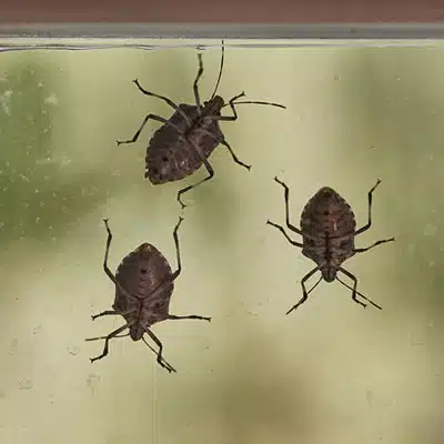 Pest control near me