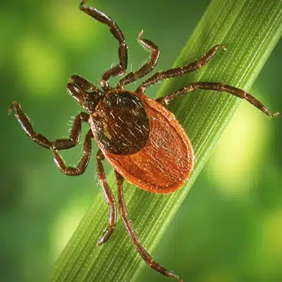 Tick control near me